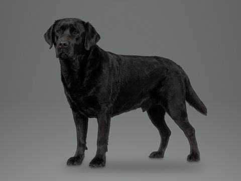 Labrador Retriever, black