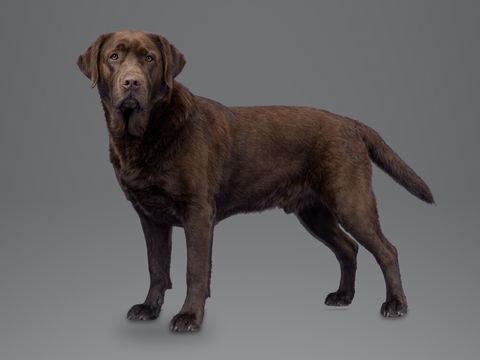 Labrador Retriever, chocolate