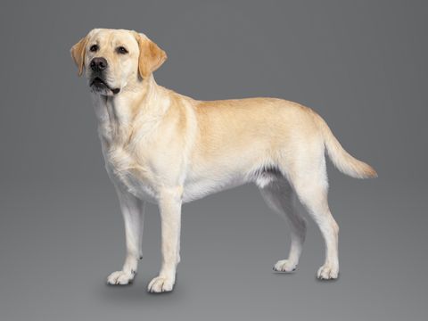 Labrador Retriever, yellow