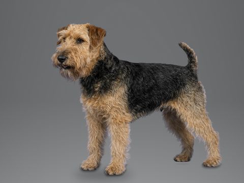 Lakeland Terrier, black and tan