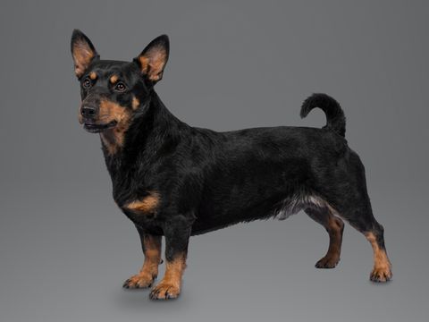 Lancashire Heeler, black and tan