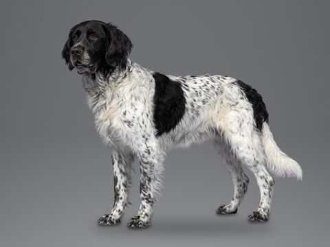 Large Munsterlander, black and white