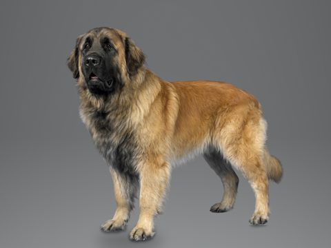 Leonberger, lion yellow