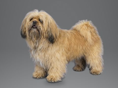 Lhasa Apso, golden