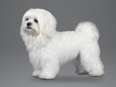 Maltese, white