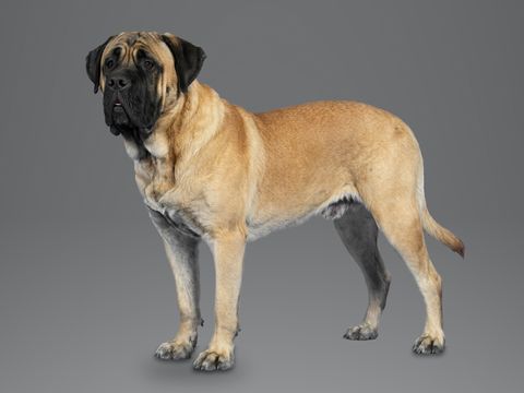 English Mastiff, apricot fawn