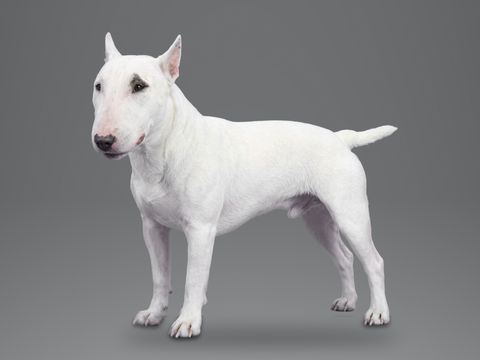 Miniature Bull Terrier, white