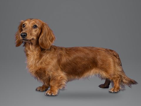 Miniature Dachshund, red long haired