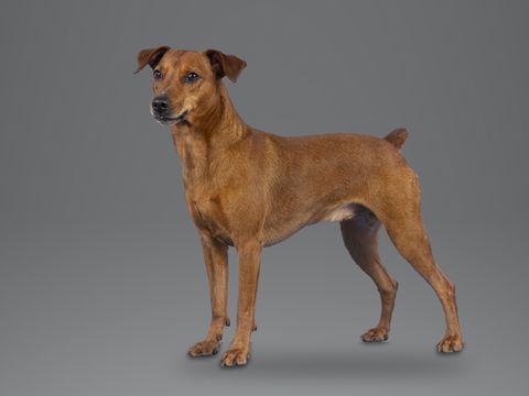 Miniature Pinscher, red