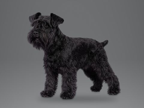 Miniature Schnauzer, black