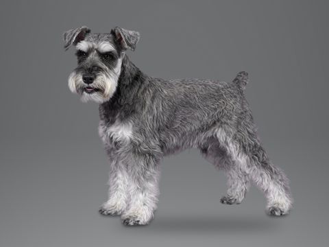 Miniature Schnauzer, salt and pepper