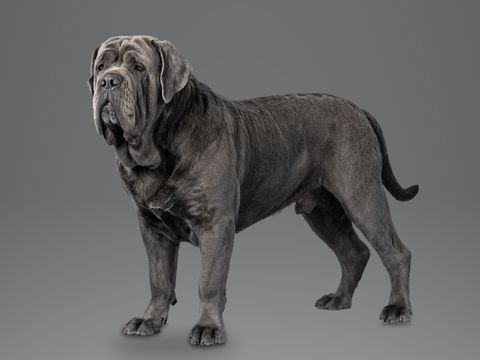 Neapolitan Mastiff, blue