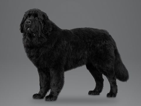 Newfoundland, black