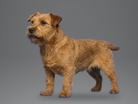 Norfolk Terrier, red