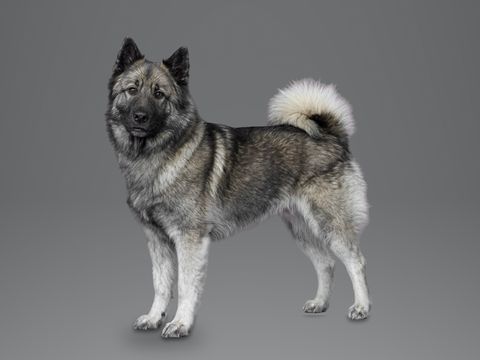 Norwegian Elkhound, grey