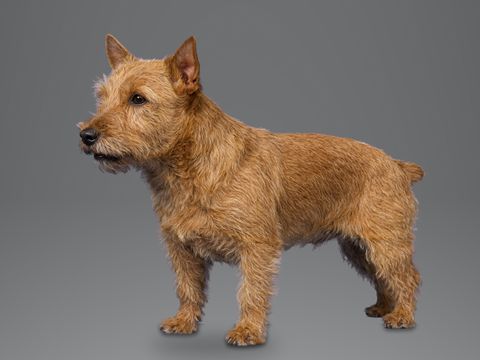 Norwich Terrier, red
