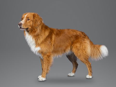 Nova Scotia Duck Tolling Retriever, red