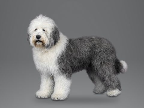 Old English Sheepdog, grey and white
