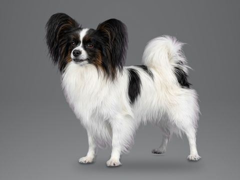 Papillon, white and tan