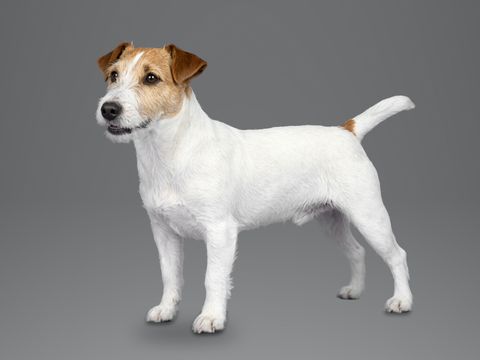 Parson Russell Terrier, white and tan