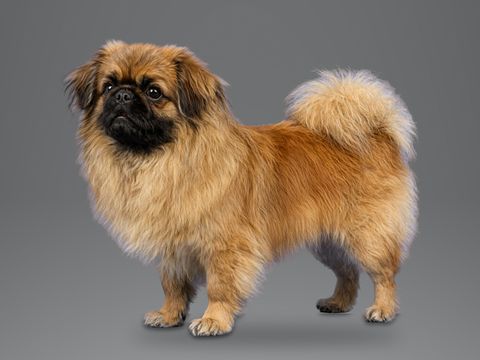 Pekingese, red gold