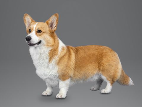 Pembroke Welsh Corgi, red and white