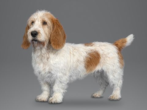 Petit Basset Griffon Vendeen, white and orange