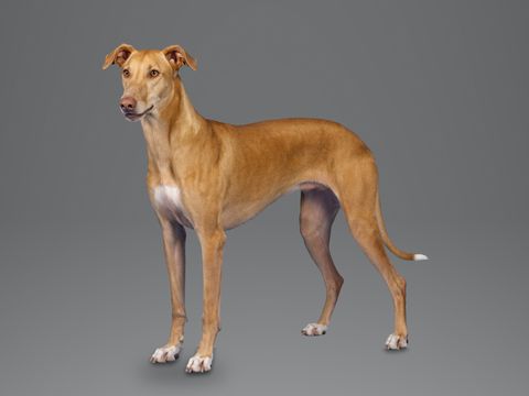 Pharaoh Hound, tan
