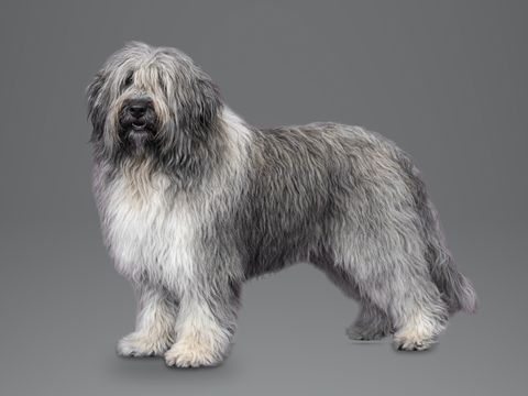 Polish Lowland Sheepdog, grey and white