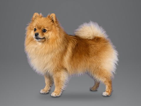 Pomeranian, orange