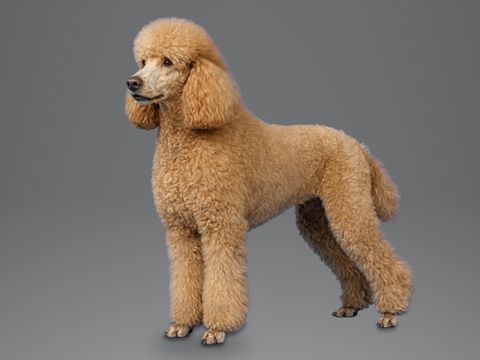 Standard Poodle, apricot