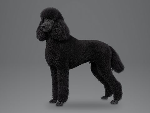 Standard Poodle, black