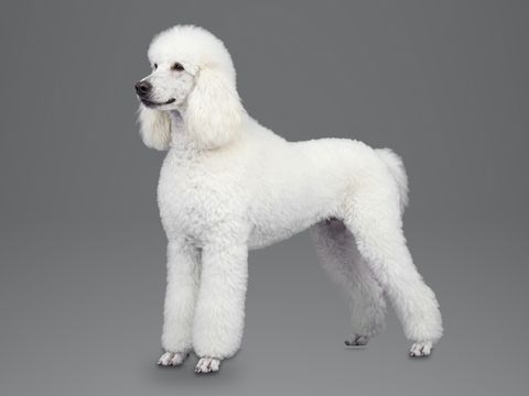 Standard Poodle, white