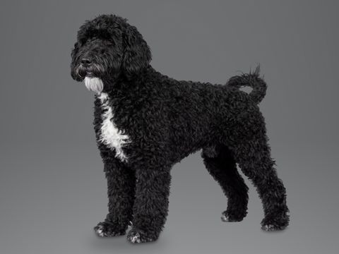 Portuguese Water Dog, black
