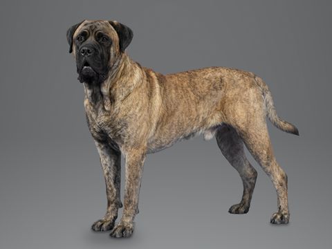 Presa Canario, fawn brindle
