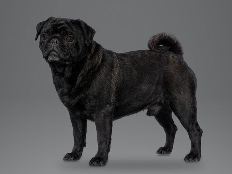 Pug, black