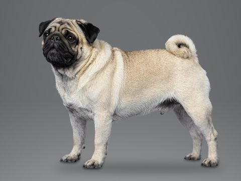 Pug, fawn