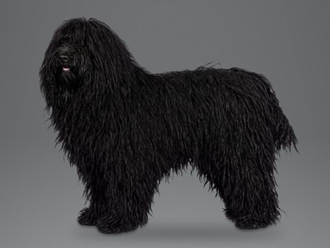 Puli, black