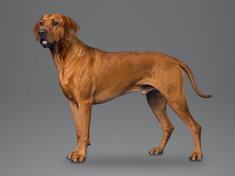 Rhodesian Ridgeback, wheaten