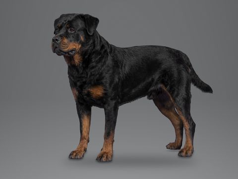 Rottweiler, black and tan
