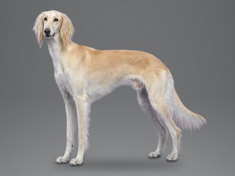 Saluki, cream
