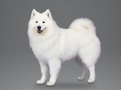 Samoyed, white