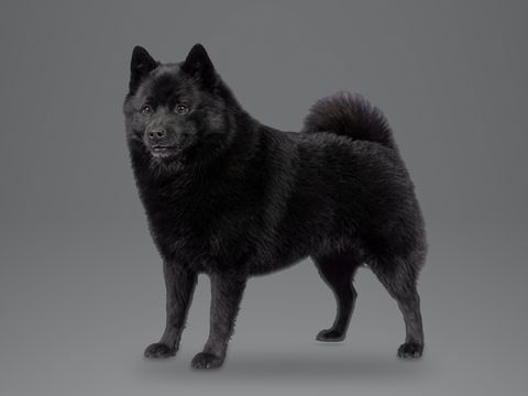 Schipperke, black