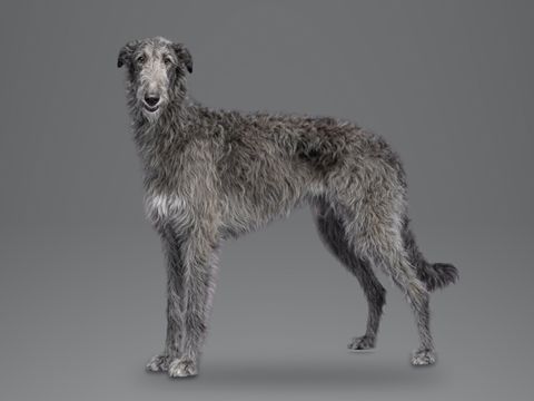 Scottish Deerhound, blue grey