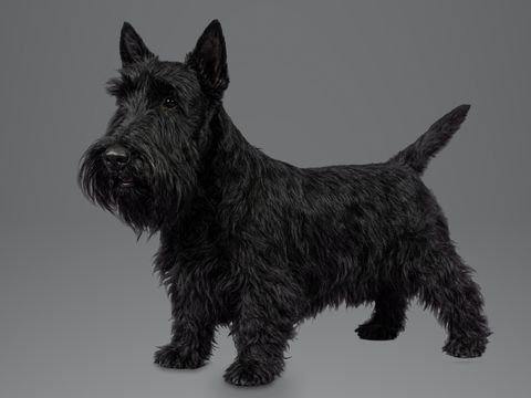 Scottish Terrier, black