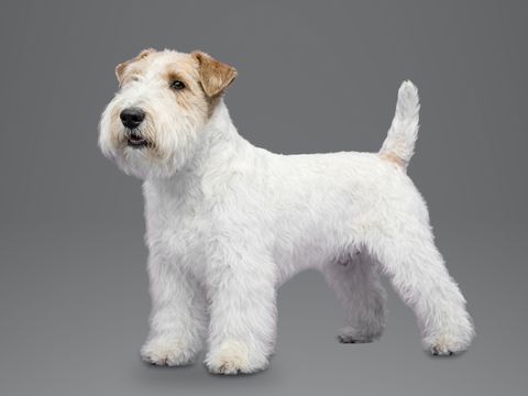 Sealyham Terrier, white