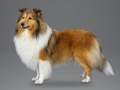 Shetland Sheepdog, sable and white