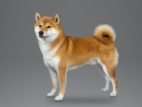 Shiba Inu, red