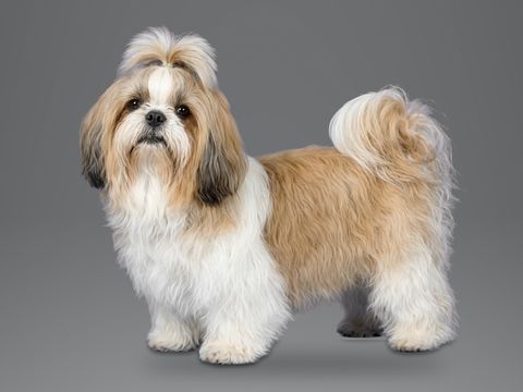 Shih Tzu, gold and white