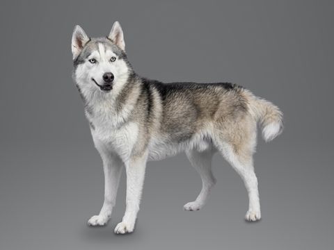 Siberian Husky, grey and white